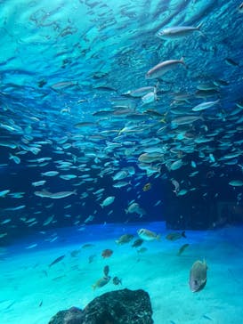 サンシャイン水族館に投稿された画像（2021/8/11）