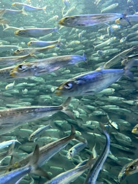 サンシャイン水族館に投稿された画像（2021/8/11）