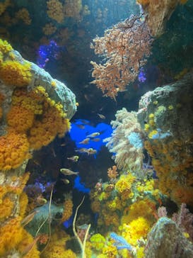 サンシャイン水族館に投稿された画像（2021/8/11）