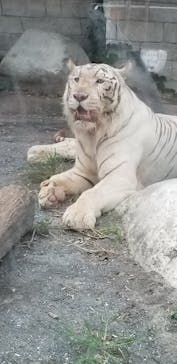 東武動物公園に投稿された画像（2021/8/11）