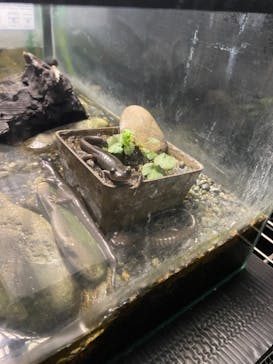 サケのふるさと 千歳水族館に投稿された画像（2021/8/11）