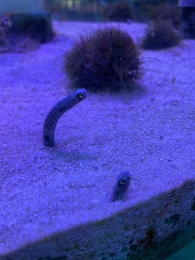 南知多ビーチランド＆南知多おもちゃ王国に投稿された画像（2021/8/11）