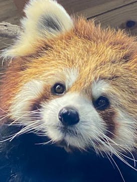 伊豆シャボテン動物公園に投稿された画像（2021/8/11）