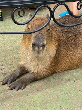 伊豆シャボテン動物公園に投稿された画像（2021/8/11）