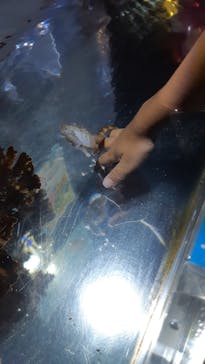 ゼロ距離水族館 伊勢シーパラダイスに投稿された画像（2021/8/11）