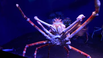 新江ノ島水族館に投稿された画像（2021/8/11）