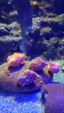 新江ノ島水族館に投稿された画像（2021/8/11）