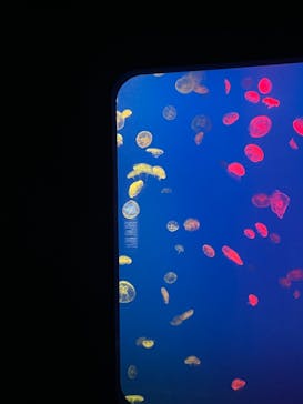 大分マリーンパレス水族館 「うみたまご」に投稿された画像（2021/8/11）