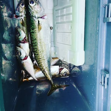 釣り船 進丸に投稿された画像（2021/8/11）