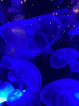 マクセル アクアパーク品川に投稿された画像（2021/8/11）