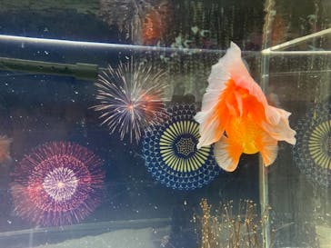 マクセル アクアパーク品川に投稿された画像（2021/8/11）