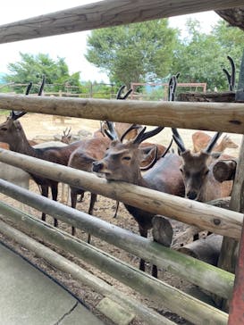 群馬サファリパークに投稿された画像（2021/8/11）