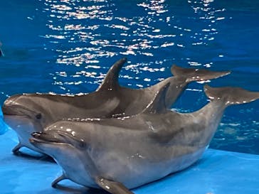 名古屋港水族館に投稿された画像（2021/8/11）