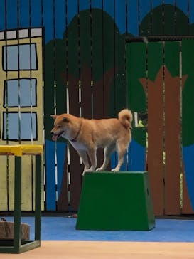 しろとり動物園に投稿された画像（2021/8/11）