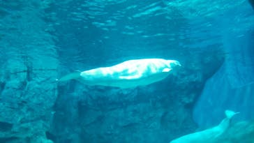 名古屋港水族館に投稿された画像（2021/8/11）