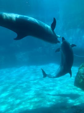 名古屋港水族館に投稿された画像（2021/8/12）