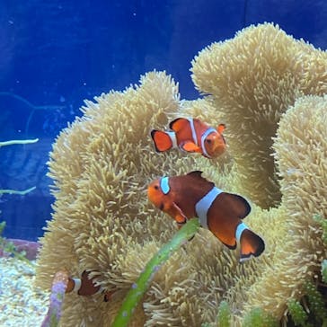 名古屋港水族館に投稿された画像（2021/8/12）