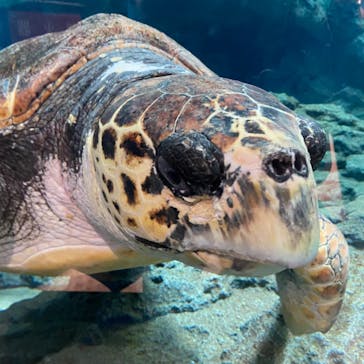 名古屋港水族館に投稿された画像（2021/8/12）