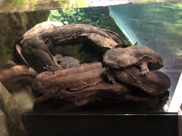 京都水族館に投稿された画像（2021/8/12）