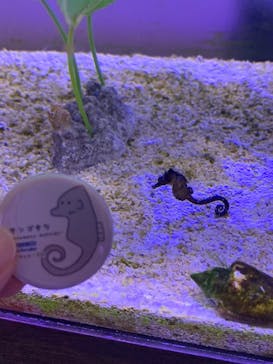 ゼロ距離水族館 伊勢シーパラダイスに投稿された画像（2021/8/12）