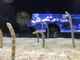 すみだ水族館に投稿された画像（2021/8/12）