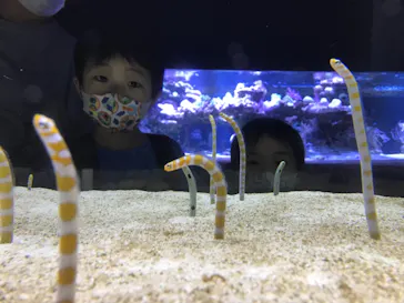 すみだ水族館に投稿された画像（2021/8/12）