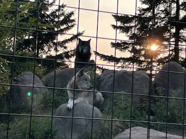 旭川市旭山動物園に投稿された画像（2021/8/12）