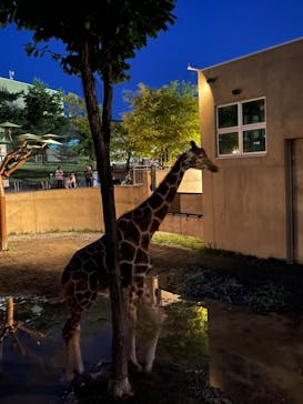 旭川市旭山動物園に投稿された画像（2021/8/12）