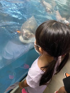 新江ノ島水族館に投稿された画像（2021/8/12）