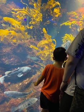 新江ノ島水族館に投稿された画像（2021/8/12）