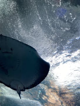 新江ノ島水族館に投稿された画像（2021/8/12）