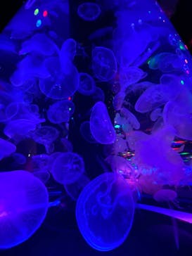 マクセル アクアパーク品川に投稿された画像（2021/8/12）