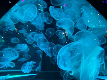 マクセル アクアパーク品川に投稿された画像（2021/8/12）