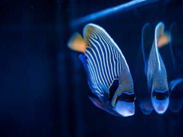 マクセル アクアパーク品川に投稿された画像（2021/8/12）