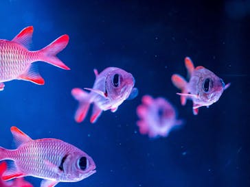 マクセル アクアパーク品川に投稿された画像（2021/8/12）