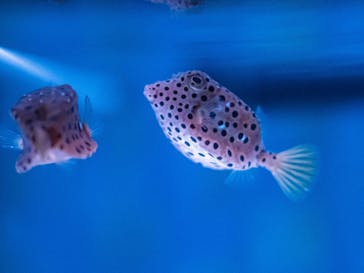 マクセル アクアパーク品川に投稿された画像（2021/8/12）