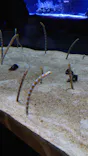 すみだ水族館に投稿された画像（2021/8/12）