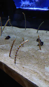 すみだ水族館に投稿された画像（2021/8/12）
