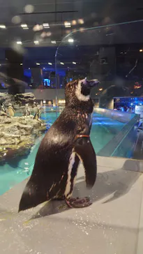 すみだ水族館に投稿された画像（2021/8/12）