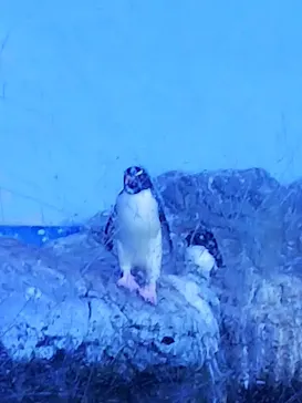 横浜・八景島シーパラダイスに投稿された画像（2021/8/12）