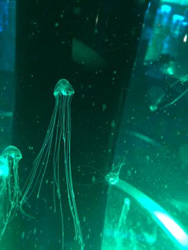 マクセル アクアパーク品川に投稿された画像（2021/8/12）