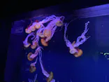すみだ水族館に投稿された画像（2021/8/12）