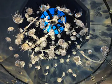 横浜・八景島シーパラダイスに投稿された画像（2021/8/12）