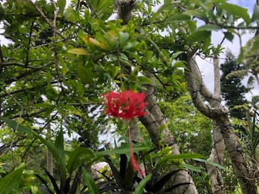 美らヤシパークオキナワ・東南植物楽園に投稿された画像（2021/8/12）