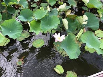 美らヤシパークオキナワ・東南植物楽園に投稿された画像（2021/8/12）