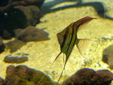 カワスイ 川崎⽔族館に投稿された画像（2021/8/12）