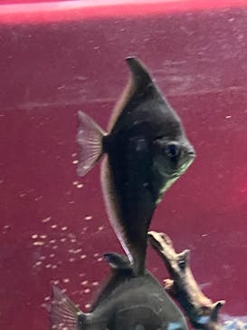 カワスイ 川崎⽔族館に投稿された画像（2021/8/12）