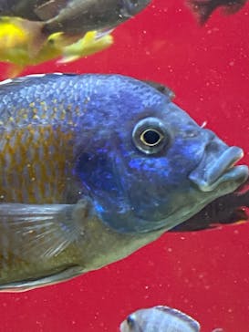 カワスイ 川崎⽔族館に投稿された画像（2021/8/12）