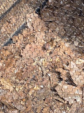 旭川市旭山動物園に投稿された画像（2021/8/12）