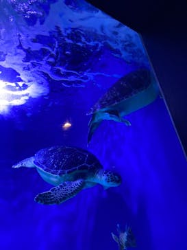 マクセル アクアパーク品川に投稿された画像（2021/8/12）